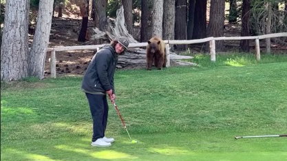 WATCH: Golfer hits pressure putt with HUGE BEAR watching!